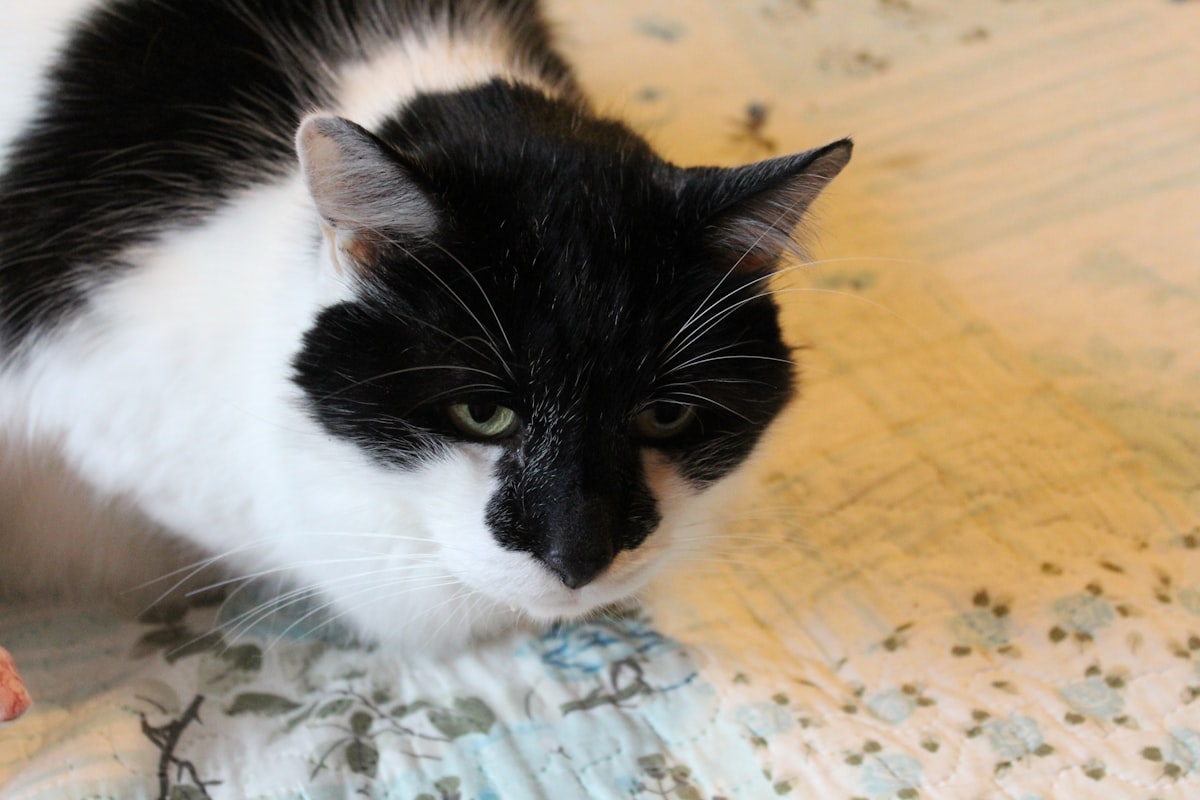 Black and white cat with green eyes on bed related to The Timeless Elegance of a Black and White Bed