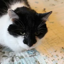 Black and white cat with green eyes on bed related to The Timeless Elegance of a Black and White Bed