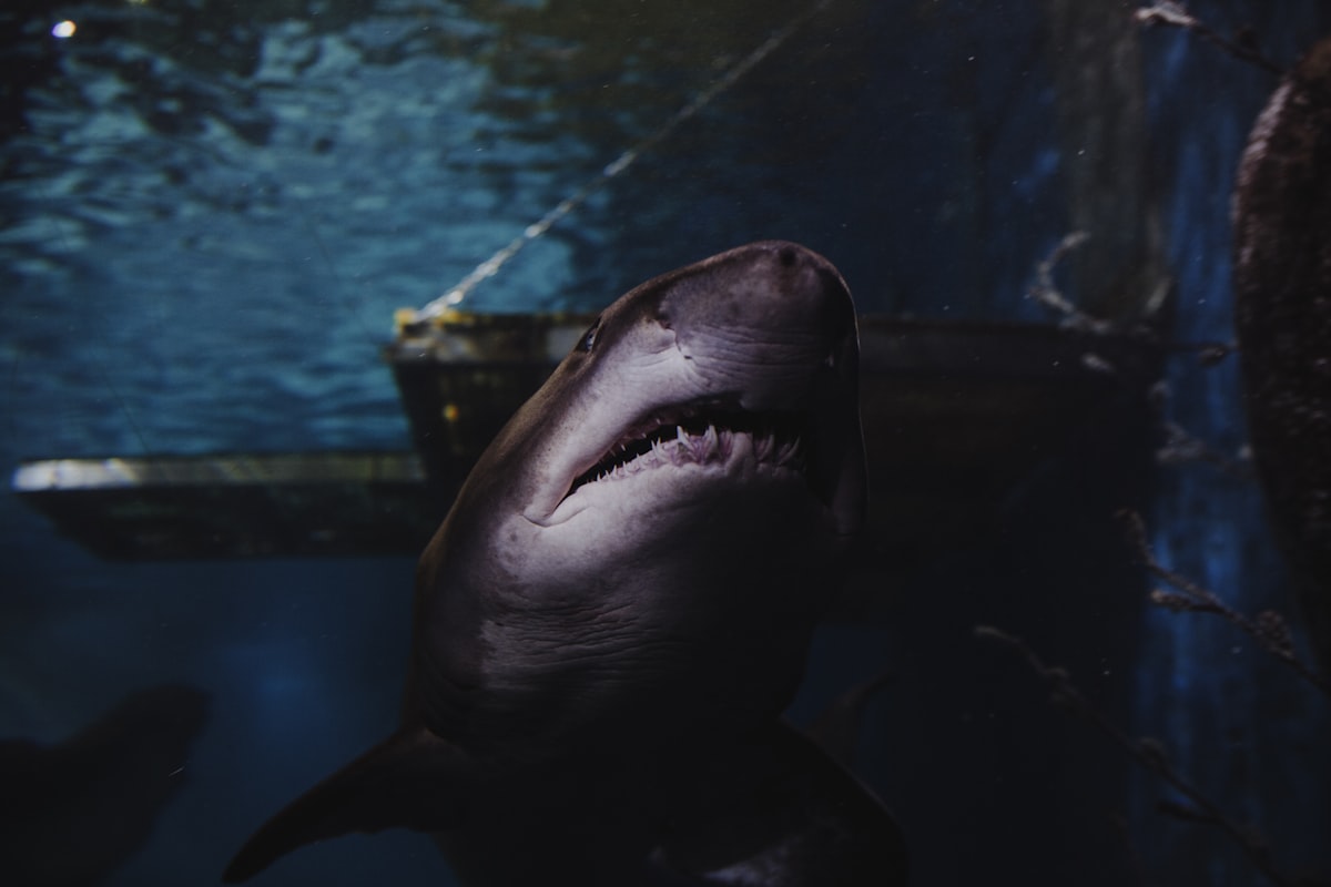 black and white shark in water related to Choosing the Perfect Shark Crib Bedding for Your Little Ocean Explorer