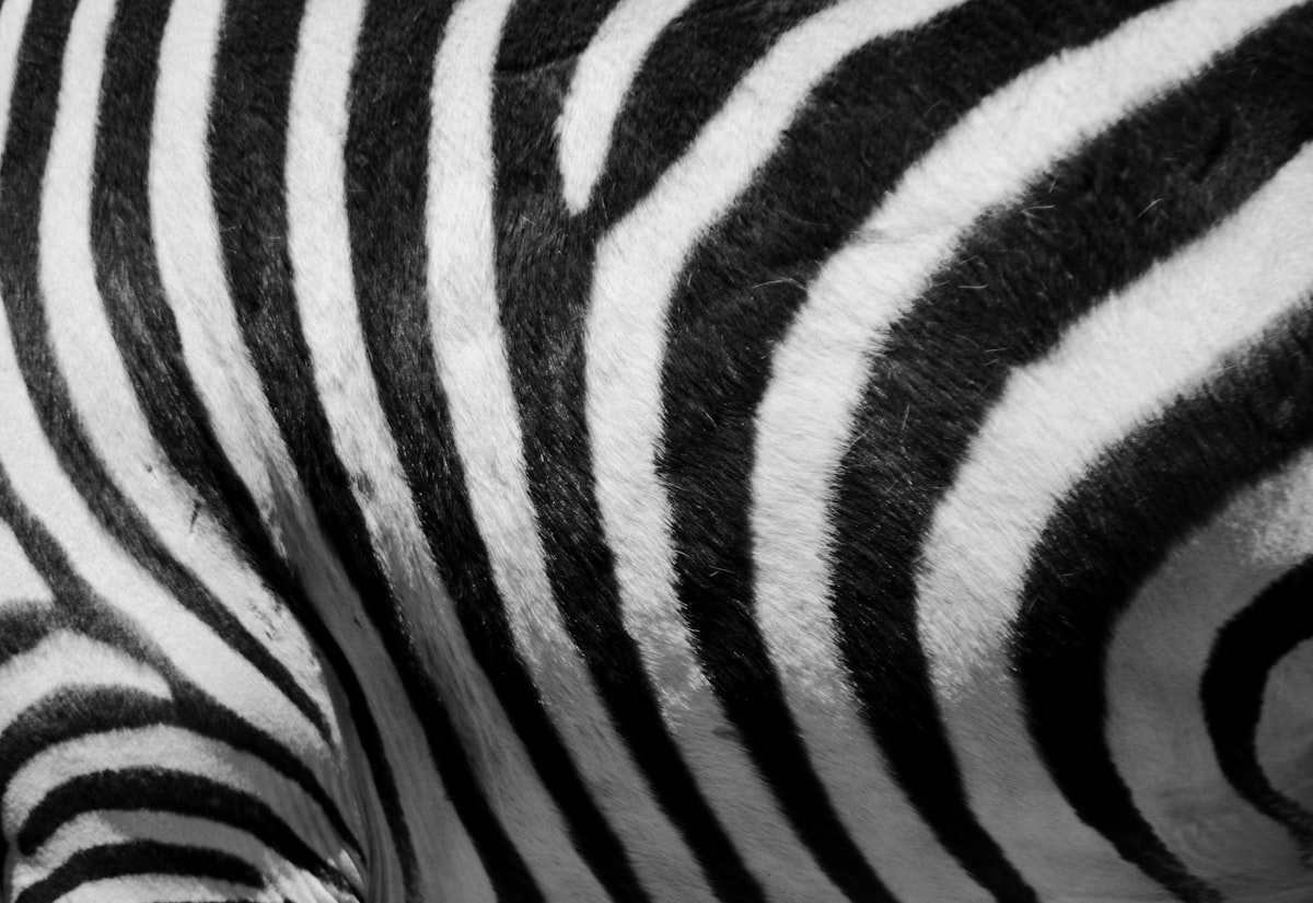 black and white zebra print textile related to Wild Style with Zebra Print Valance
