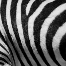 black and white zebra print textile related to Wild Style with Zebra Print Valance