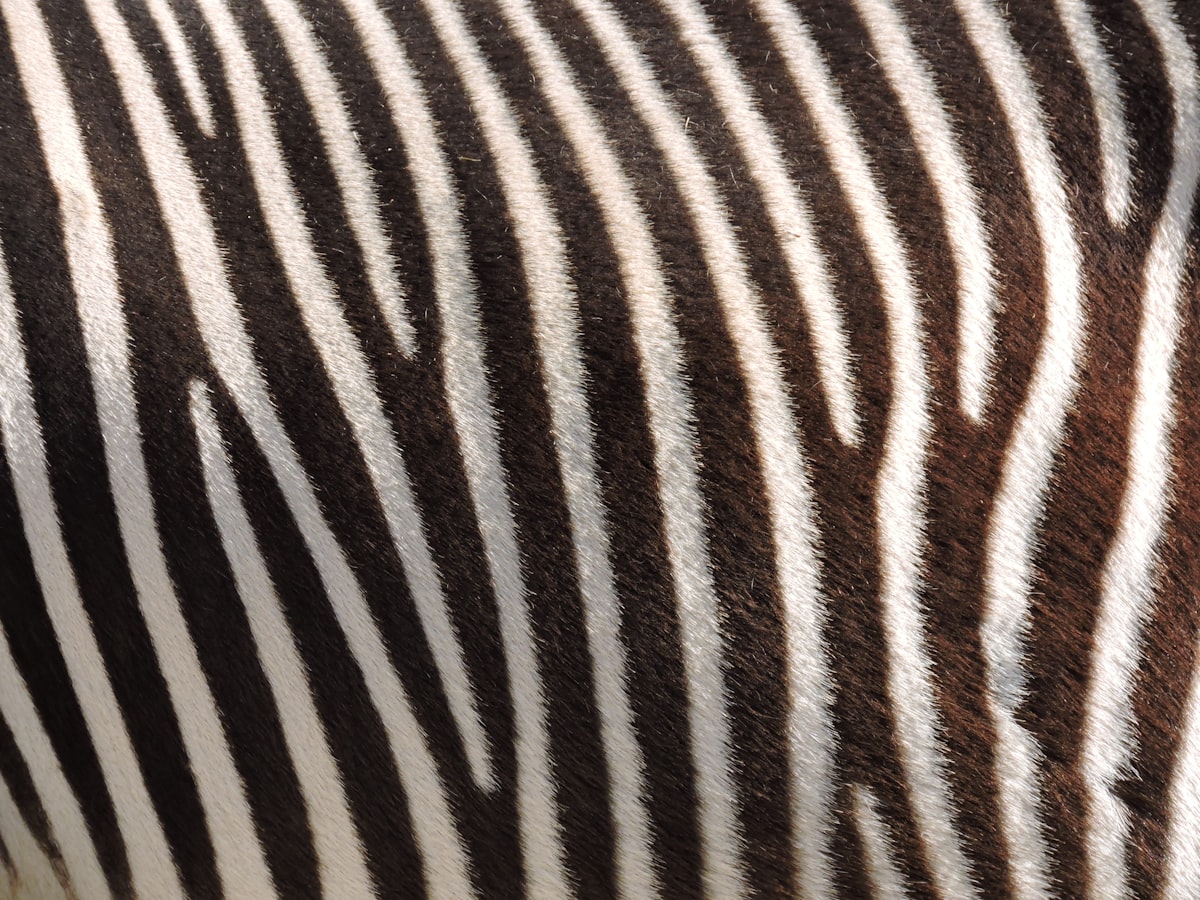 black and white zebra textile related to Wild Style with Zebra Print Valance
