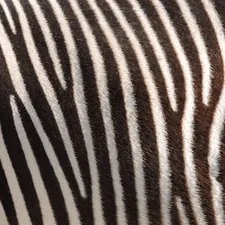 black and white zebra textile related to Wild Style with Zebra Print Valance