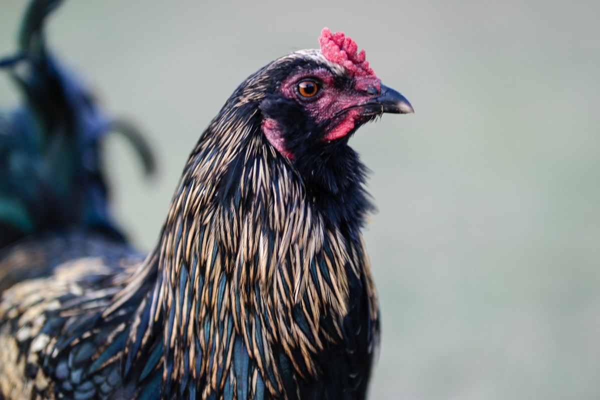 black and yellow rooster related to Blue Rooster Chimineas: A Breath of Coastal Serenity