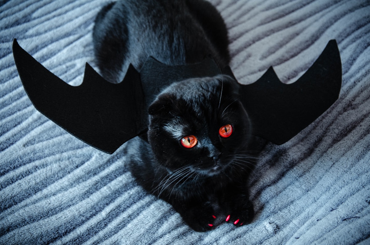 black cat on gray textile related to How to Train Your Dragon Bedding: Transform Your Bedroom into a Viking Haven