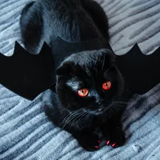 black cat on gray textile related to How to Train Your Dragon Bedding: Transform Your Bedroom into a Viking Haven