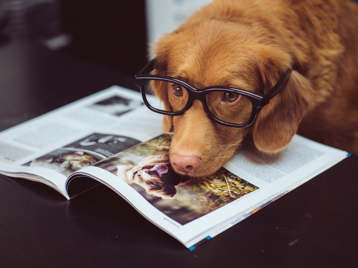 black framed eyeglasses related to The Ultimate Guide to Dog Side Beds
