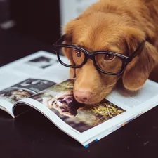 black framed eyeglasses related to The Ultimate Guide to Dog Side Beds