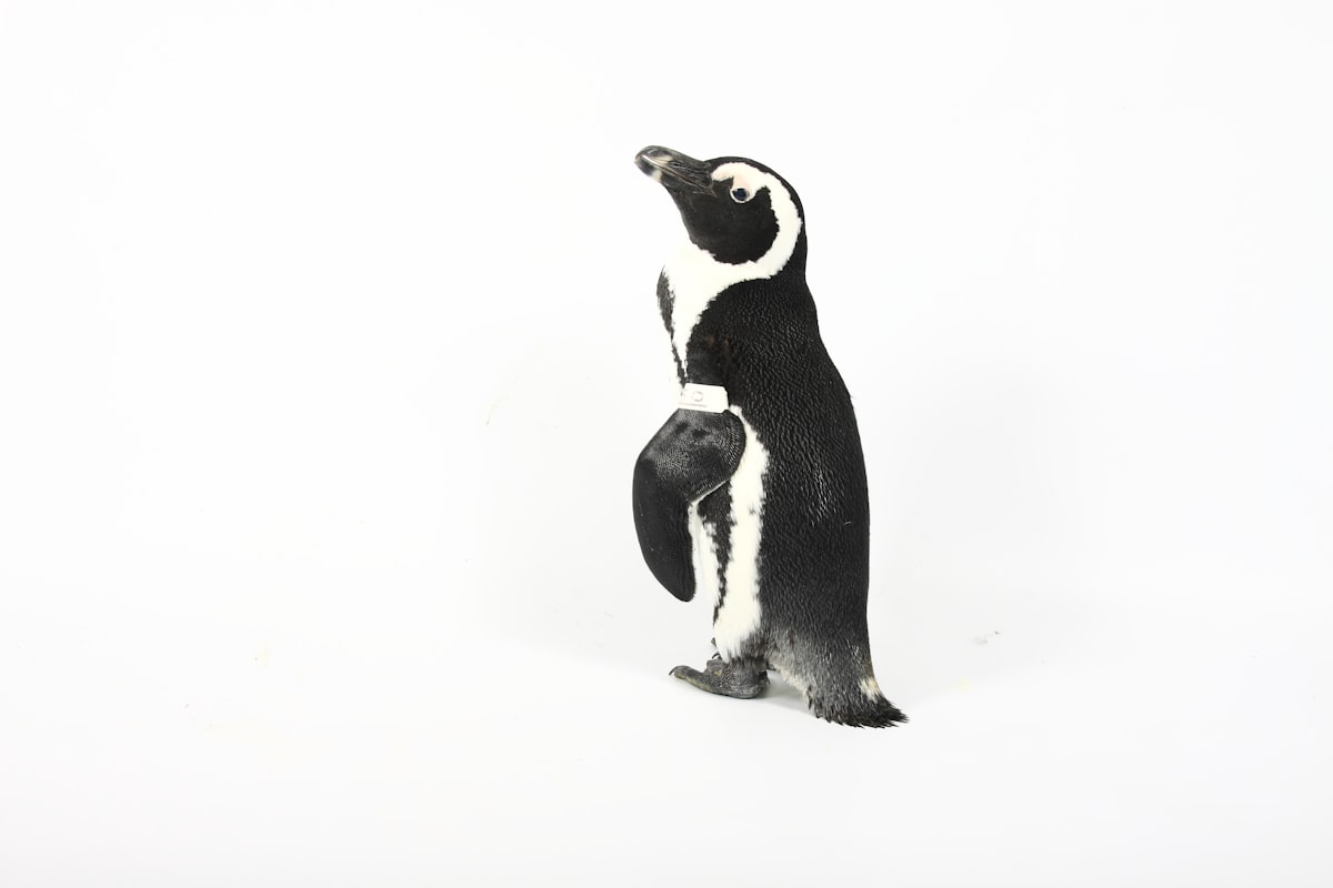 black penguin painting related to Swaddling Your Little Waddler: The Ultimate Guide to Penguin Crib Bedding