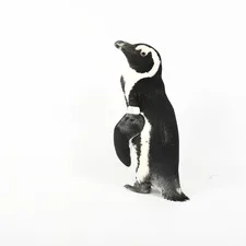 black penguin painting related to Swaddling Your Little Waddler: The Ultimate Guide to Penguin Crib Bedding