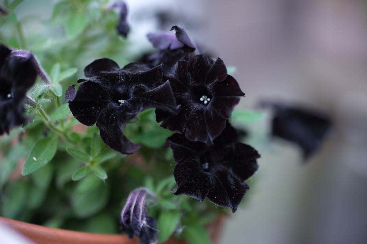 Black petunia flowers bloom beautifully. related to Black Velvet Valance