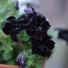 Black petunia flowers bloom beautifully. related to Black Velvet Valance