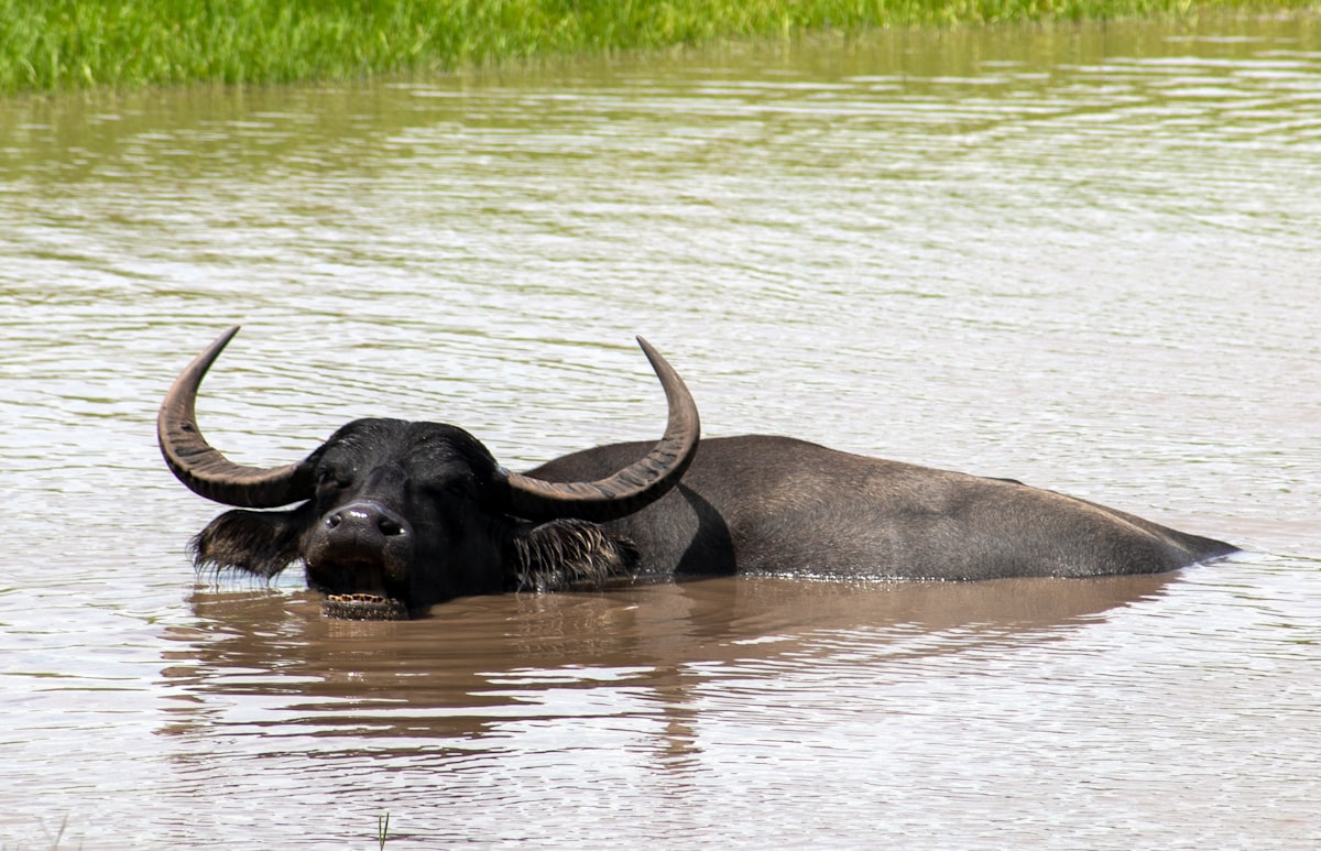 black water buffalo on water during daytime related to Explore Bed, Bath, and Beyond in Buffalo, NY