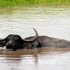 black water buffalo on water during daytime related to Explore Bed, Bath, and Beyond in Buffalo, NY