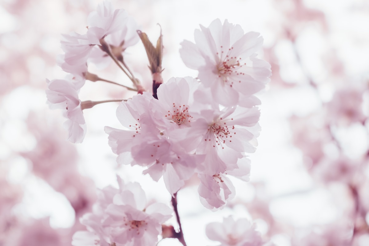 Blooming pink blossom related to Blossom Beauty: Cherry Blossom Bedding Essentials