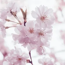 Blooming pink blossom related to Blossom Beauty: Cherry Blossom Bedding Essentials