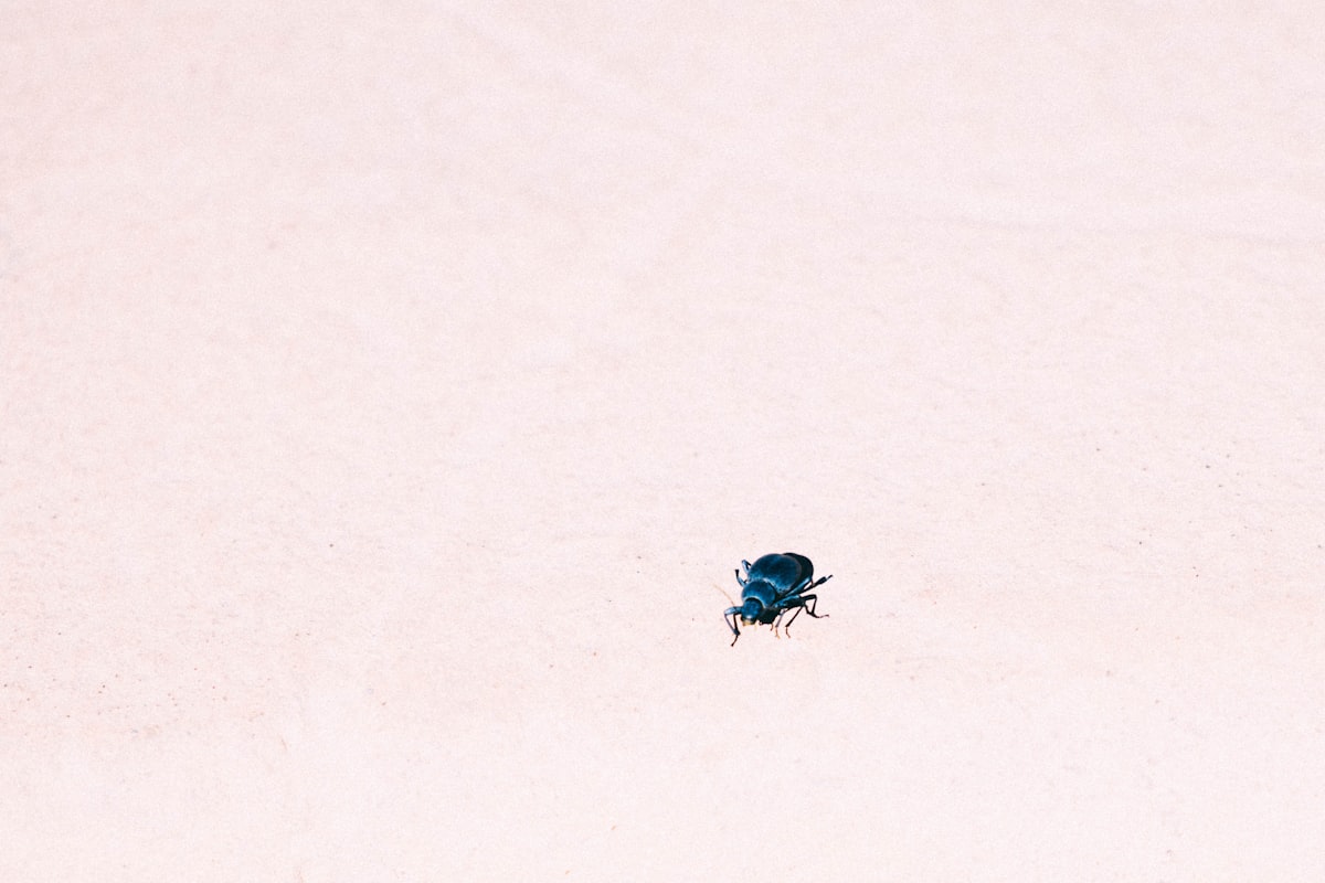 blue and black bug on white snow related to Uncovering the Truth: Do Bed Bugs Really Jump?