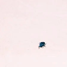 blue and black bug on white snow related to Uncovering the Truth: Do Bed Bugs Really Jump?