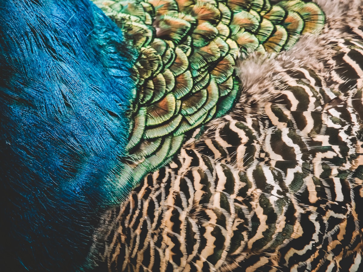 blue black and brown peacock feather related to Peacock Alley Bedding: Indulge in Luxury