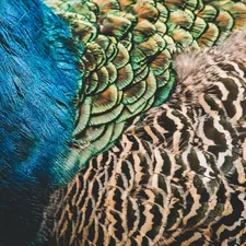 blue black and brown peacock feather related to Peacock Alley Bedding: Indulge in Luxury