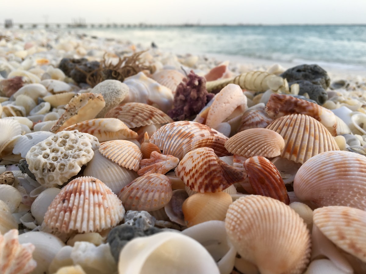 brown and beige shells during daytime related to The Ultimate Seashell Guest Bedding