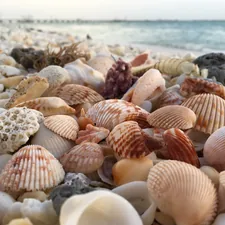 brown and beige shells during daytime related to The Ultimate Seashell Guest Bedding