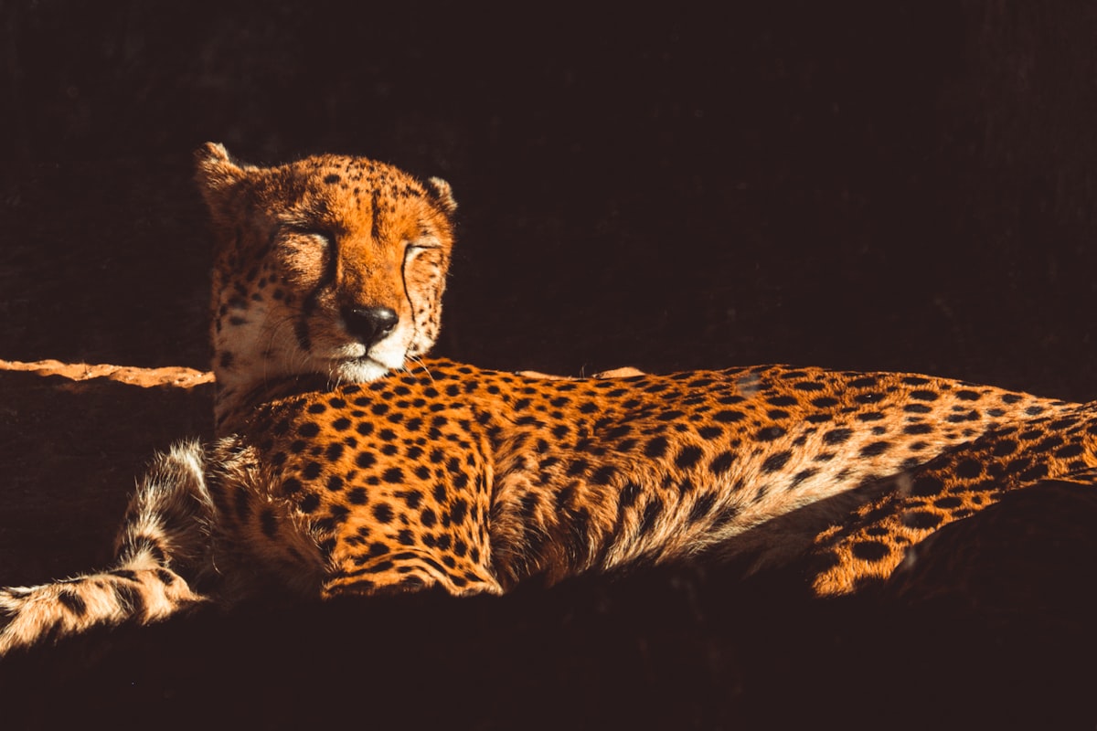 brown and black cheetah illustration related to Transform Your Bedroom with a Cheetah-Inspired Bed Set