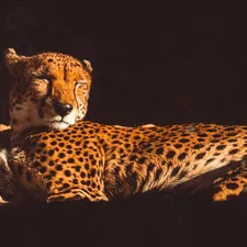 brown and black cheetah illustration related to Transform Your Bedroom with a Cheetah-Inspired Bed Set