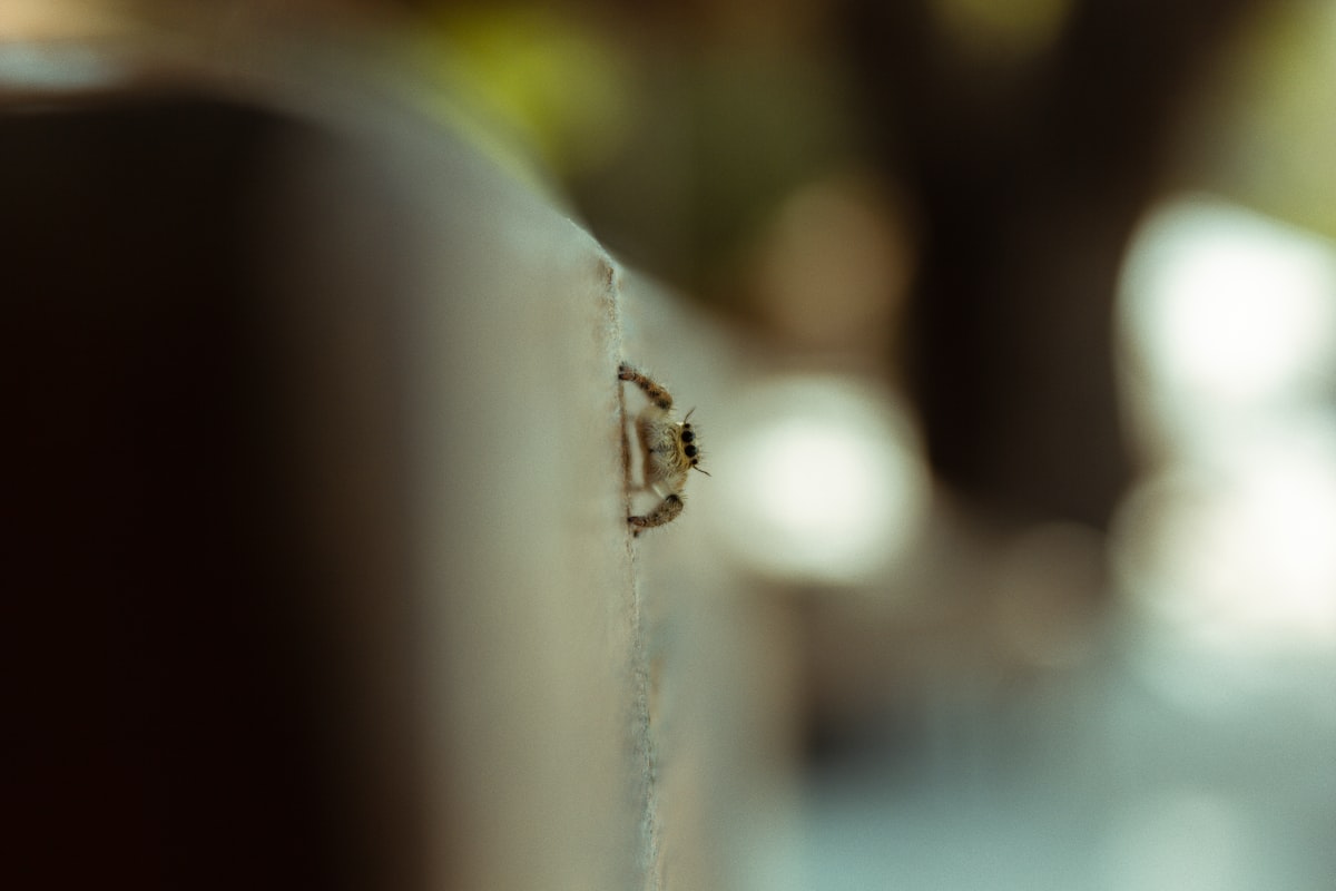 brown and black insect on white surface related to Don't Let Them Bite: Spotting the Tell-Tale Signs of Bed Bugs