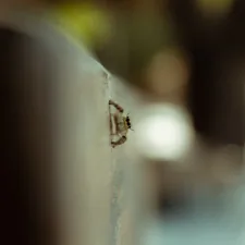 brown and black insect on white surface related to Don't Let Them Bite: Spotting the Tell-Tale Signs of Bed Bugs