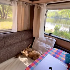 brown and white short coated dog lying on bed related to Luxury Campers with Spacious King-Size Beds