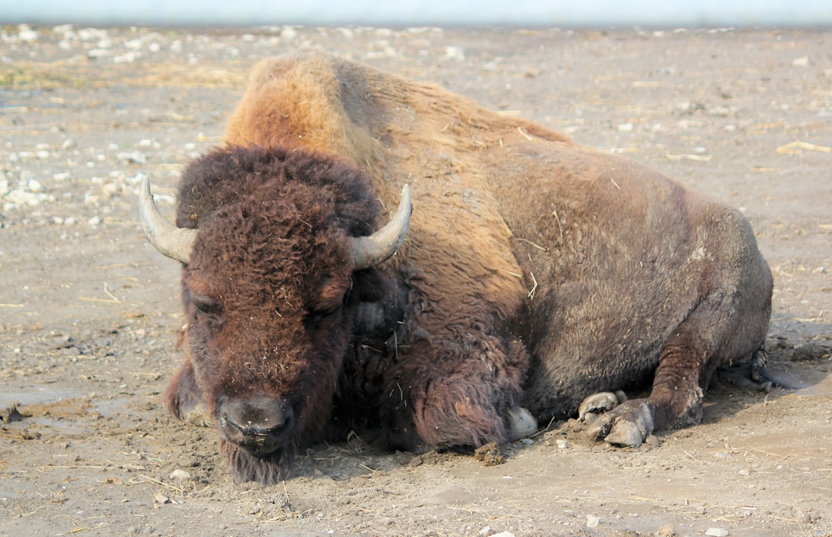 brown bison lying on ground related to Optimize Sleep & Style with Buffalo Check Bedding