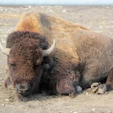 brown bison lying on ground related to Optimize Sleep & Style with Buffalo Check Bedding