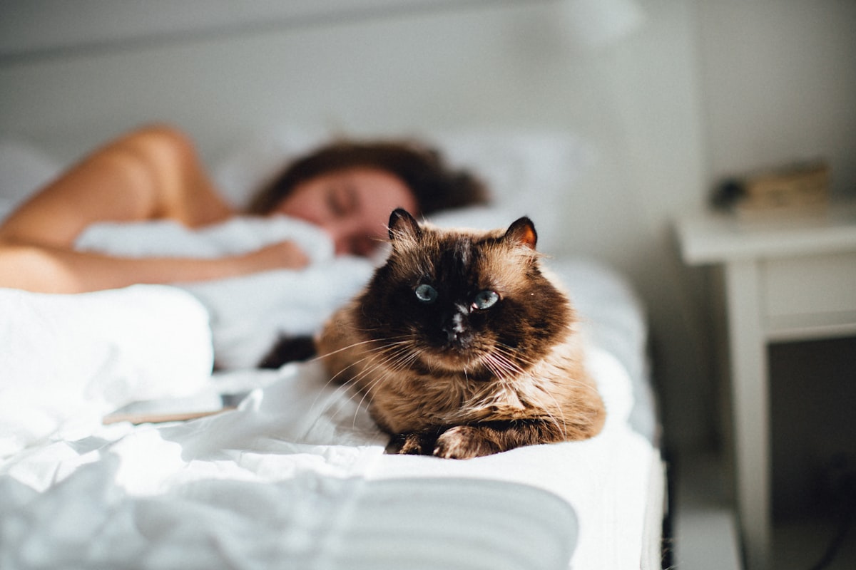 brown cat across person lying on bed related to The Ultimate Guide to Keeping Your Feline Friend Off the Bed