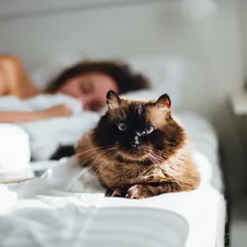 brown cat across person lying on bed related to The Ultimate Guide to Keeping Your Feline Friend Off the Bed