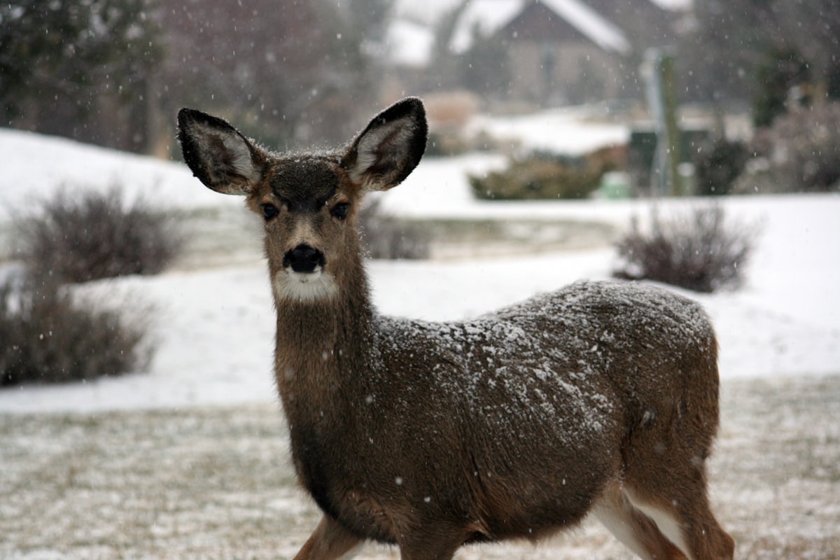 brown deer related to Discover Tranquil Escapes at Deer Run Bed and Breakfast
