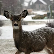 brown deer related to Discover Tranquil Escapes at Deer Run Bed and Breakfast