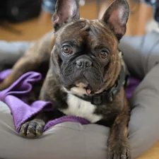 brown dog lying on pet bed related to Snuggle in Style: Ultimate Waterproof Dog Beds for Every Adventure