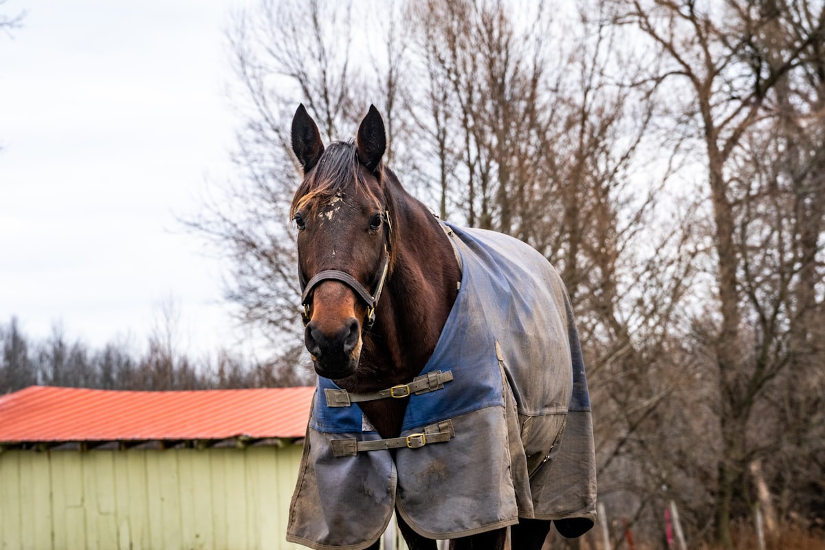 brown horse in gray jacket related to Equestrian Essentials: Horse Bedding Sets for a Comfortable Ride