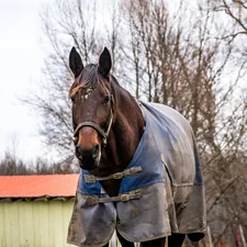 brown horse in gray jacket related to Equestrian Essentials: Horse Bedding Sets for a Comfortable Ride