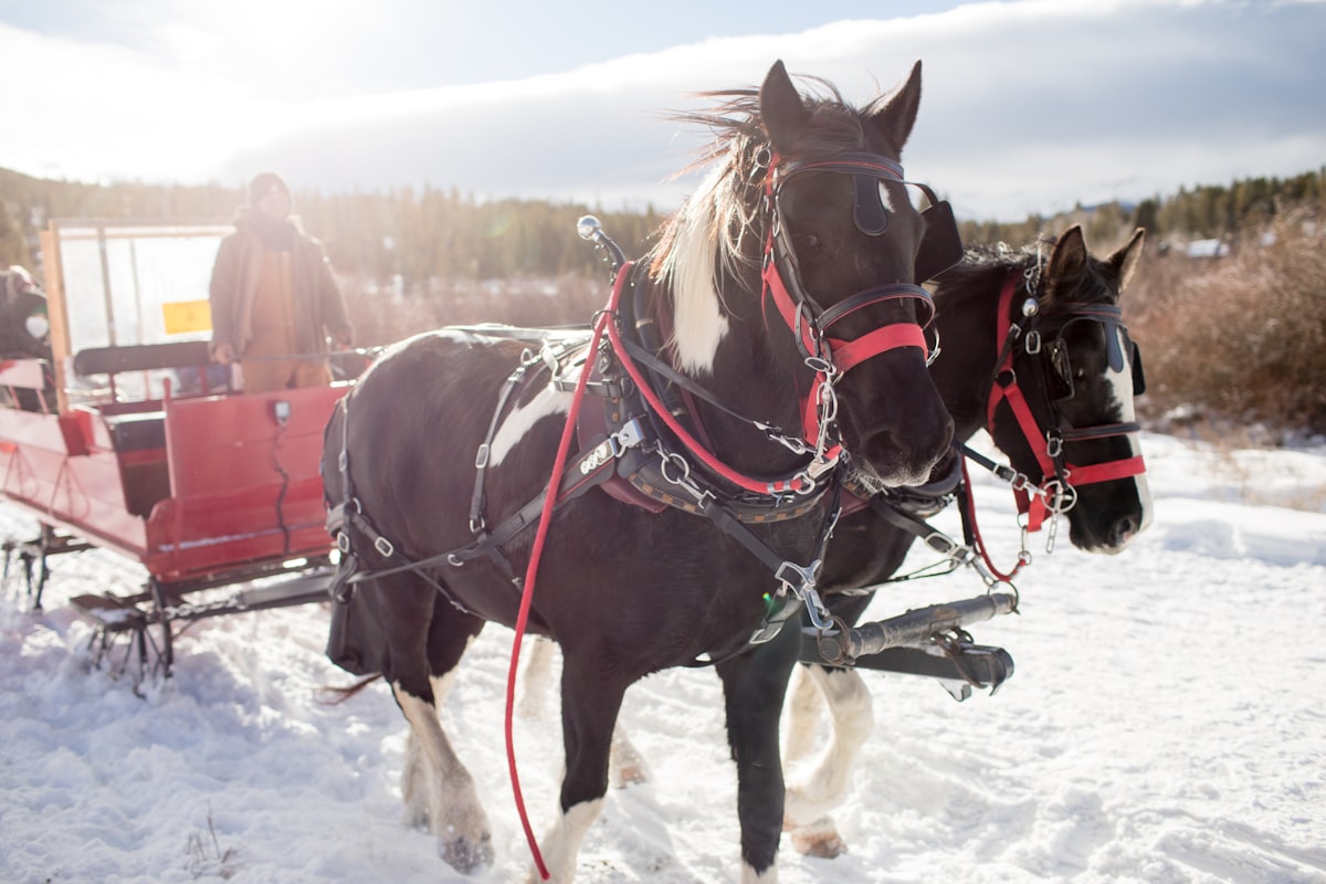 brown horse with brown leather strap on snow covered ground during daytime related to Discover the Perfect Sleigh Bed: A Guide to Stylish Comfort