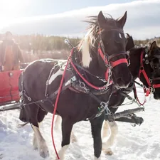 brown horse with brown leather strap on snow covered ground during daytime related to Discover the Perfect Sleigh Bed: A Guide to Stylish Comfort