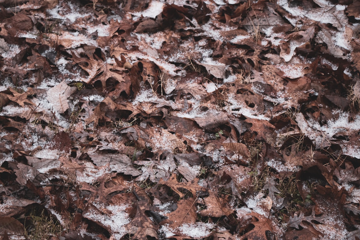 brown leaves on snow covered ground related to Snow Camo Bedding: Bringing the Outdoors Into Your Bedroom