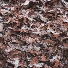 brown leaves on snow covered ground related to Snow Camo Bedding: Bringing the Outdoors Into Your Bedroom