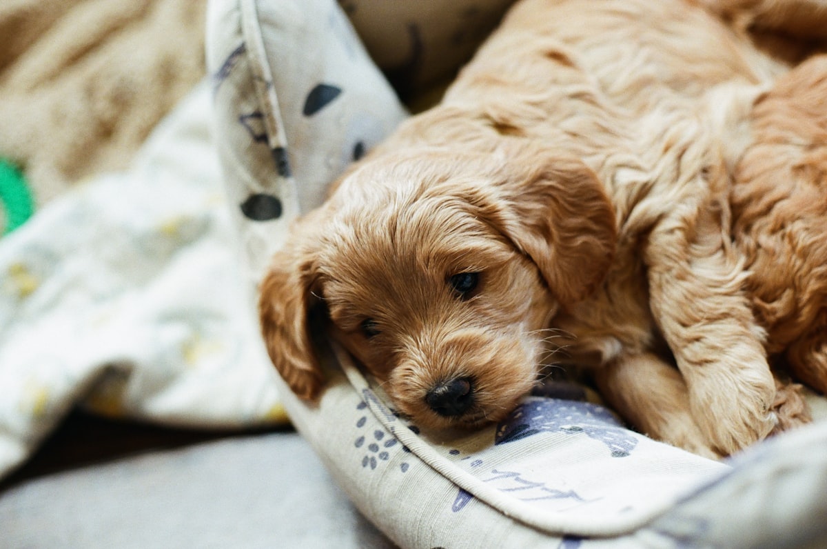 brown long coated small dog lying on white and blue textile related to The Ultimate Guide to Crib Bedding for Your Puppy