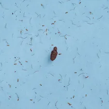 brown pinecone related to The Ultimate Guide to Bed Bugs Bites: Everything You Need to Know