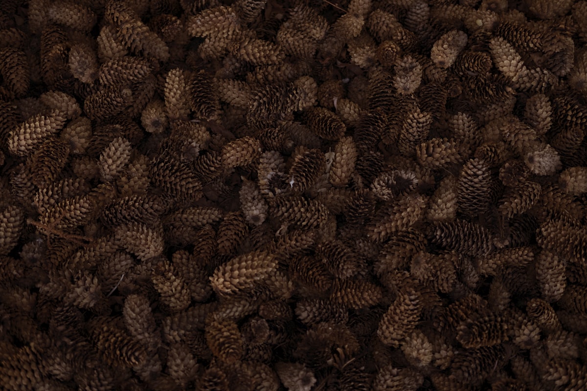 brown pinecones related to Luxurious Pine Cone Hill Coverlet Designs