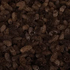 brown pinecones related to Luxurious Pine Cone Hill Coverlet Designs