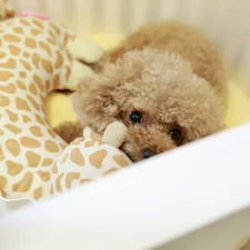 brown poodle on white plastic container related to Dog Sofa Bed: Revolutionizing Your Living Space