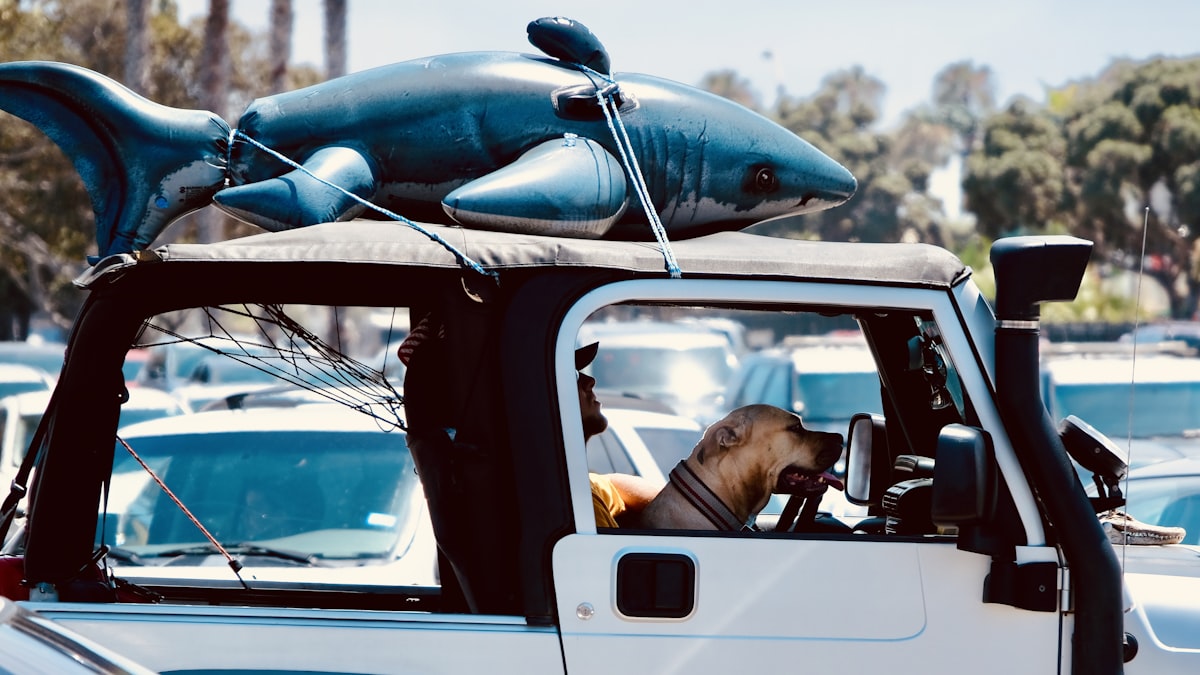 brown short coated dog on blue and white car during daytime related to The Ultimate Guide to the Dog Shark Bed: A Unique and Fascinating Pet Bed